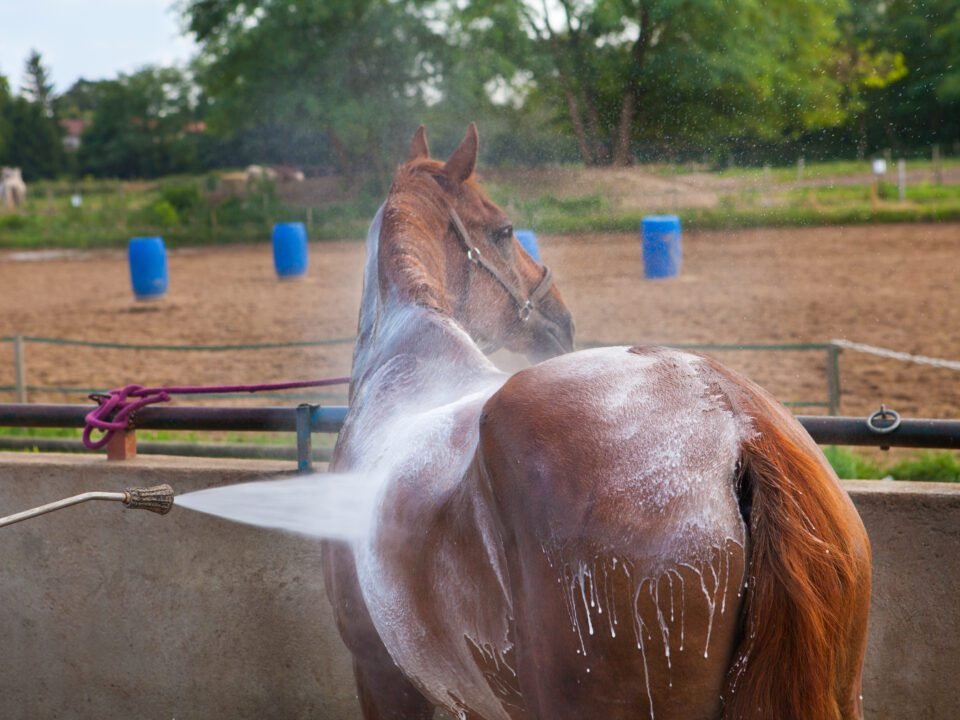 baño de ozono para caballos